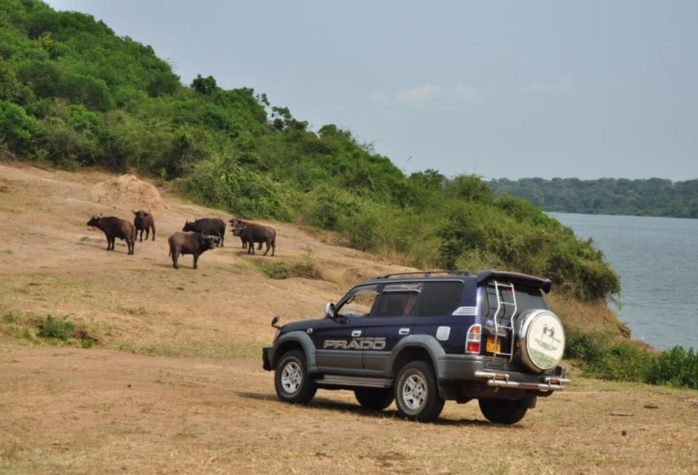 Weiterreise zum Lake Mburo Nationalpark und Pirschfahrt